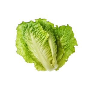 LATTUGA