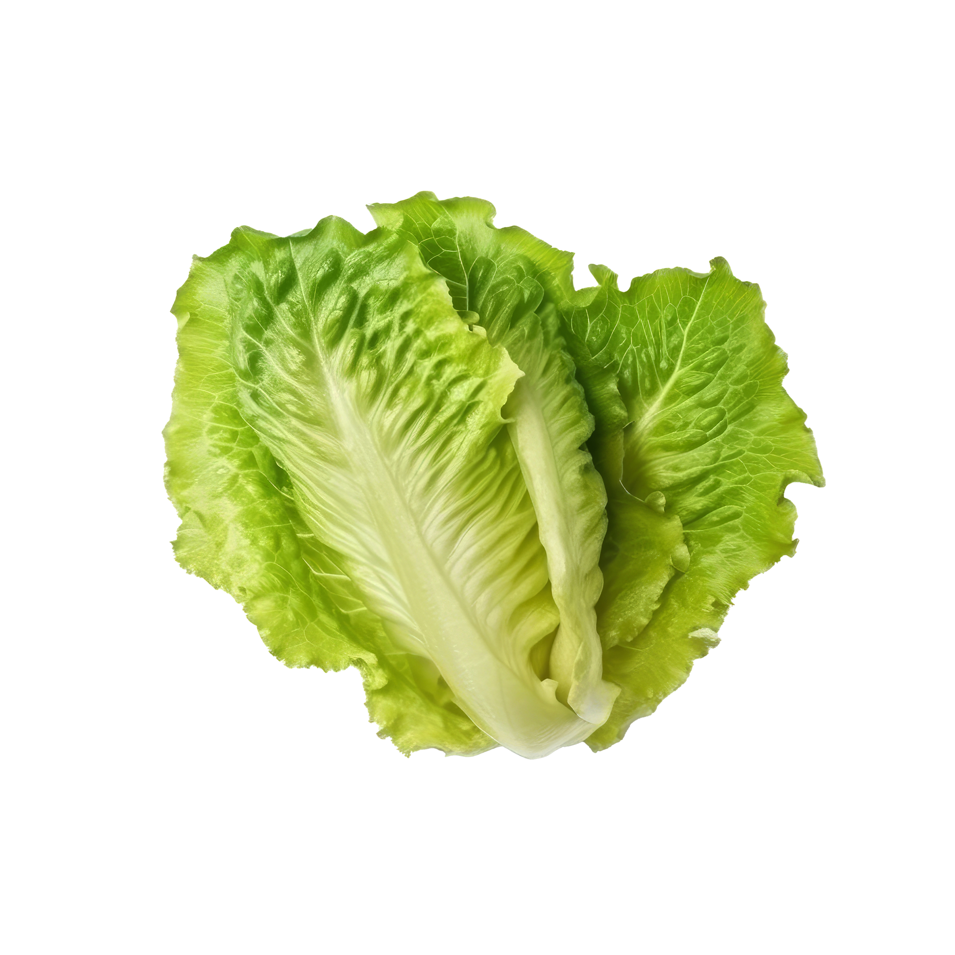 green-lettuce-isolated-png